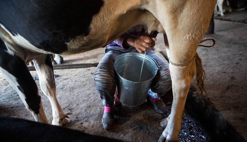 Productores de leche de Atlixco, en crisis