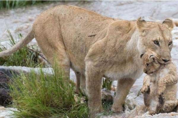 Vecinos ven leonas en parque de San Pedro Zacachimalpa, Puebla