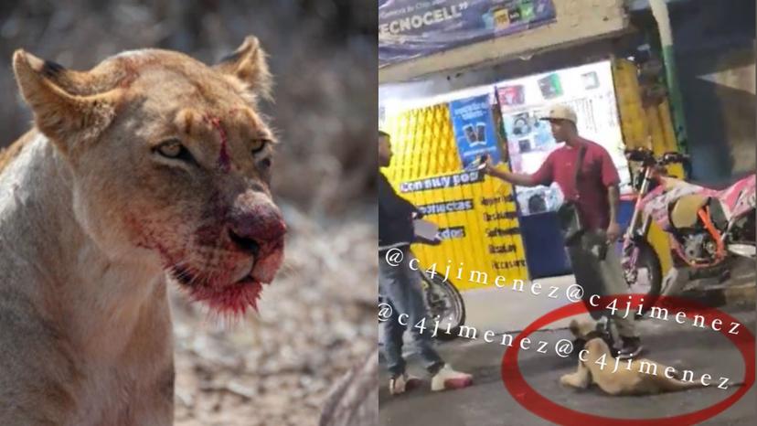¡¿Qué?! En Iztapalapa, hombre saco a pasear a su mascota; una leona africana