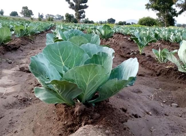 Covid-19 provoca pérdidas a productores de hortalizas en Texmelucan