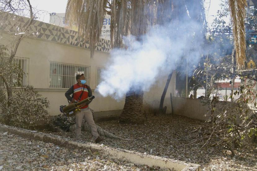 Garzas invaden diferentes zonas de Tehuacán