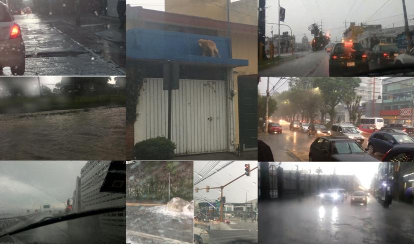 VIDEO Lluvia causa estragos a peatones, conductores y mascotas