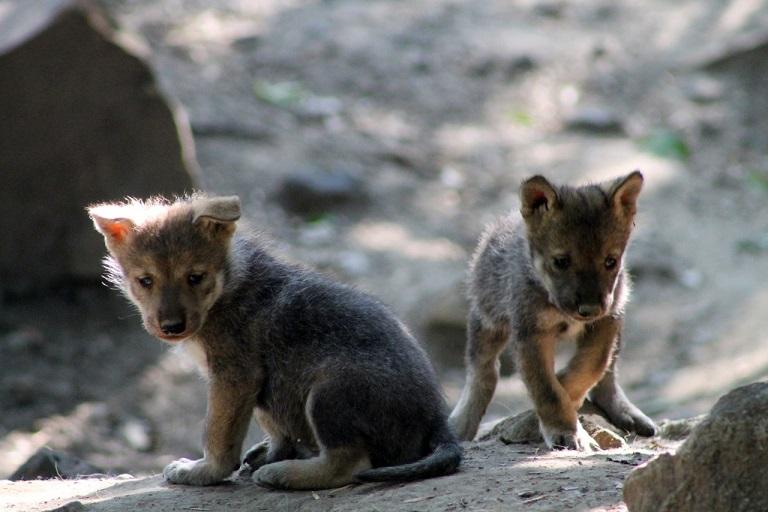 Este es el aullido de lobo más tierno que escucharás este viernes