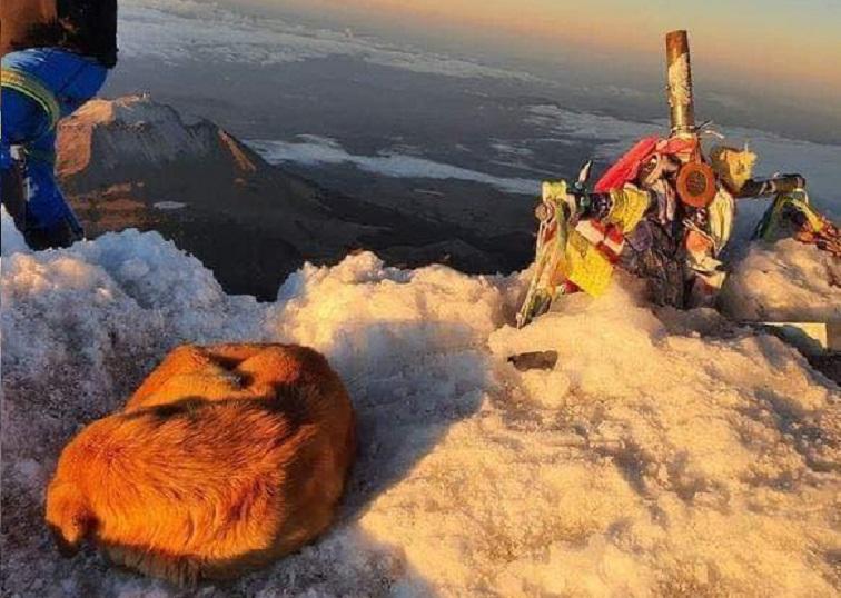 Rescatan a lomito a ¡5 mil metros de altura! en el Pico de Orizaba