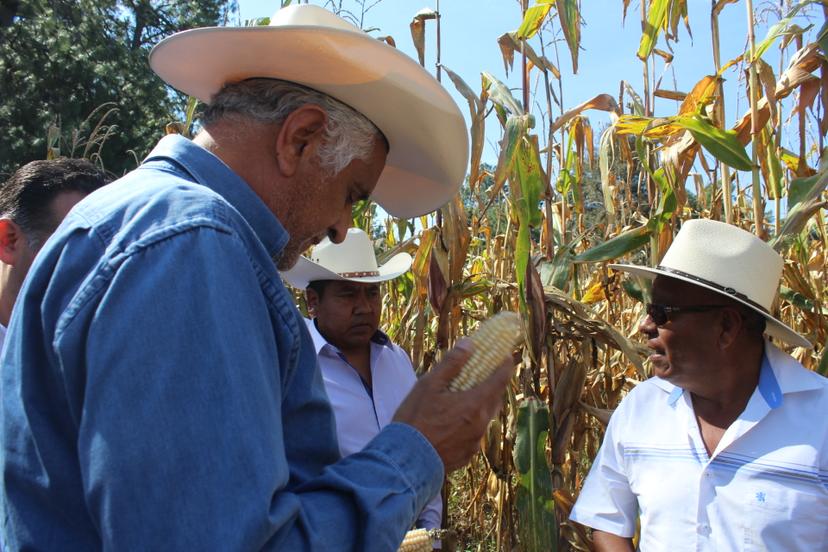 Peligra la siembra de maíz y sorgo en Izúcar debido a la pandemia