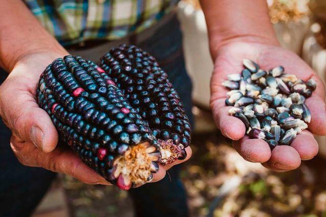 Festival del Maíz busca a impulsar a emprendedores poblanos