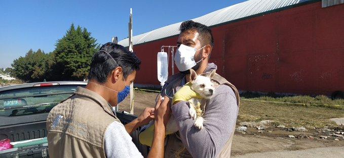 Se atendieron a mil 246 animales afectados por explosión en Xochimehuacan