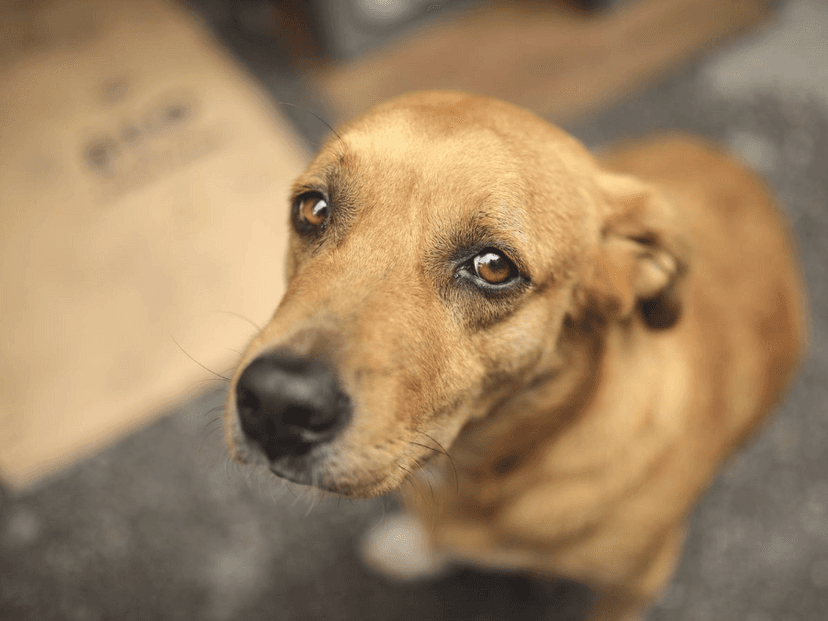 Plantea Morena endurecer penas contra el maltrato animal