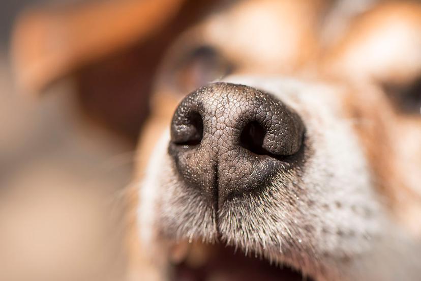 Pugnan por 8 años de cárcel ante maltrato y la crueldad animal