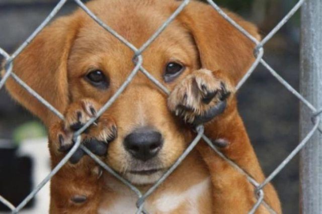 Colectivos animalistas piden más acción contra el maltrato animal en Puebla