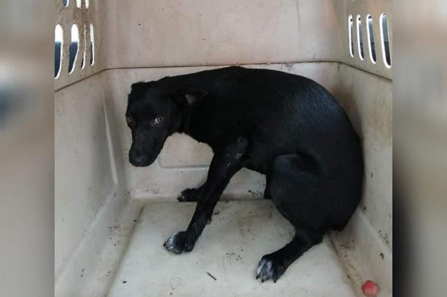 Aplican por primera vez en Puebla sanción por crueldad animal