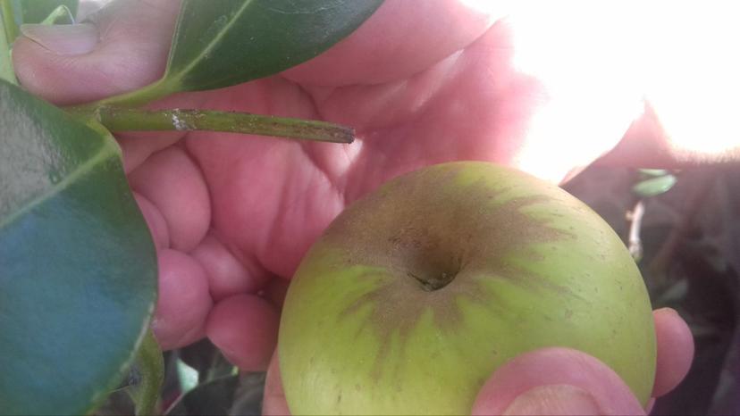 Estafan a amas de casa con falsos árboles de manzana en Izúcar