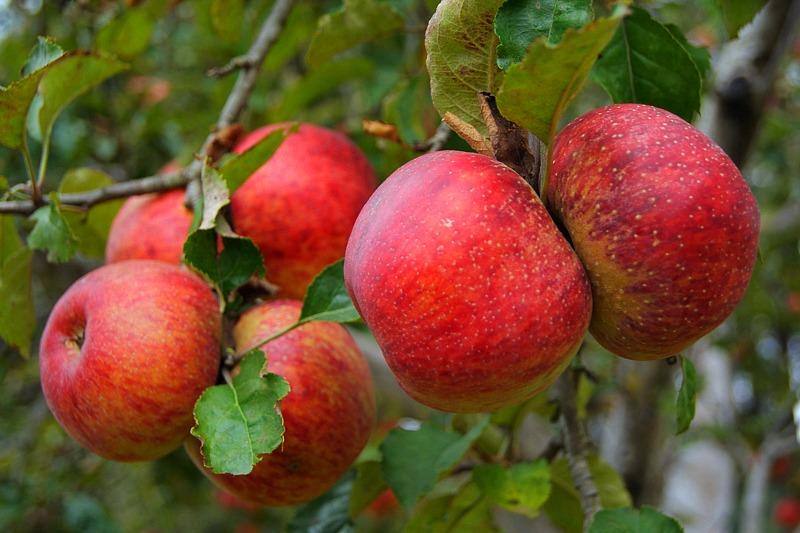 En Zacatlán se producen hasta 18 variedades de manzana 