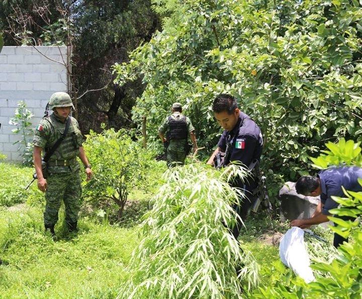 Con drones hallan 20 matas de marihuana en Atlixco