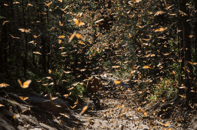 Incendio forestal amenaza el Santuario de la Mariposa Monarca en Michoacán 