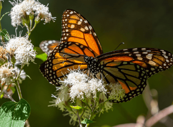 Organización mexicana presenta iniciativa para restaurar la Reserva de la Biosfera Mariposa Monarca