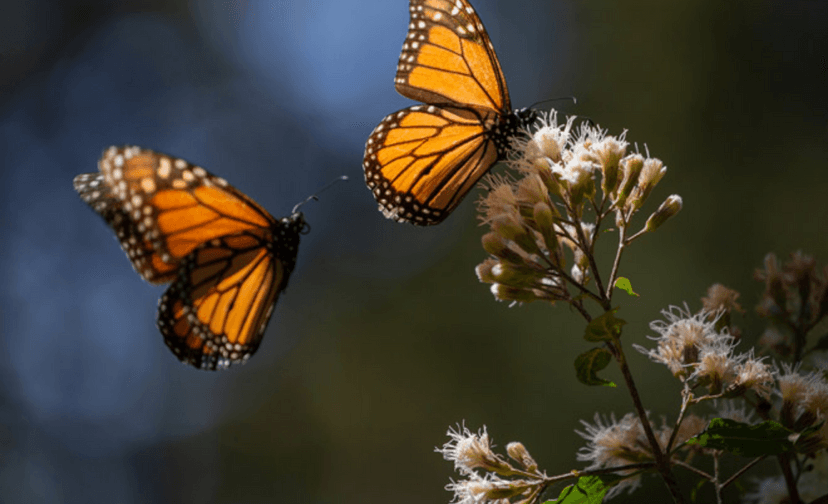 Expertos advierten sobre impacto del cambio climático en mariposas monarca