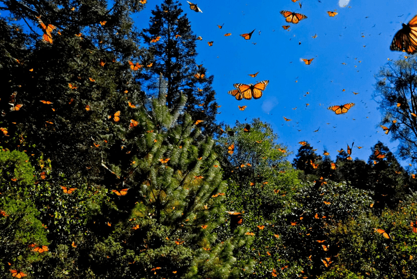 ¡Milagro! Población de mariposas monarca se duplica en Michoacán y Edomex 