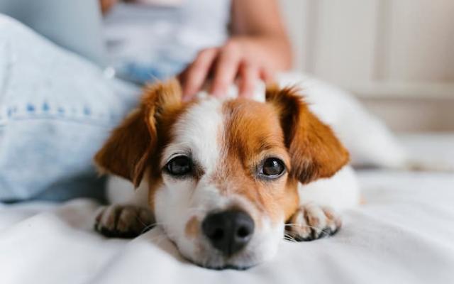 Puebla lanza registro para mascotas: tu perro o gato debe tener su RUAC antes del 30 de junio