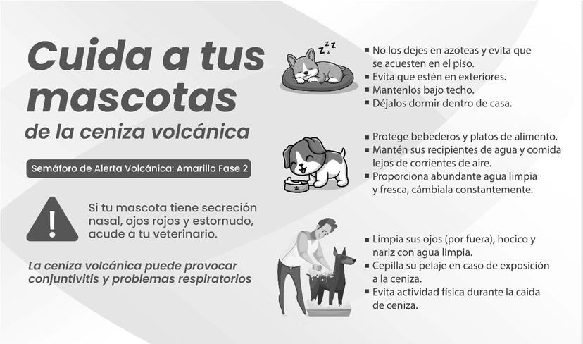 Así debes cuidar a tus mascotas ante la caída de ceniza en Atlixco