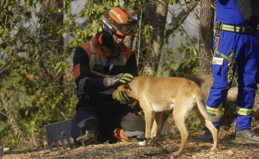 50 mascotas calcinadas por incendio en León, Guanajuato