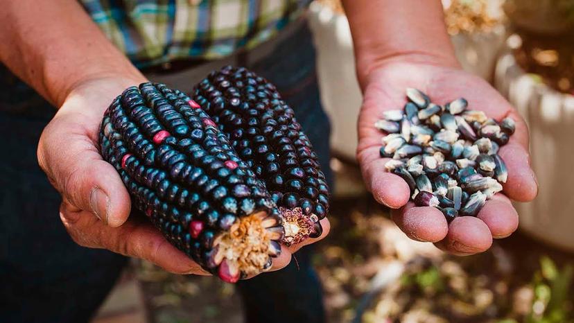 Buscan preservar maíces endémicos con festival en Calpan