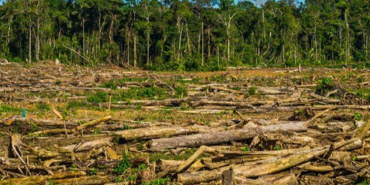 Suspenden obras en tramo 5 del tren maya por afectación ambiental