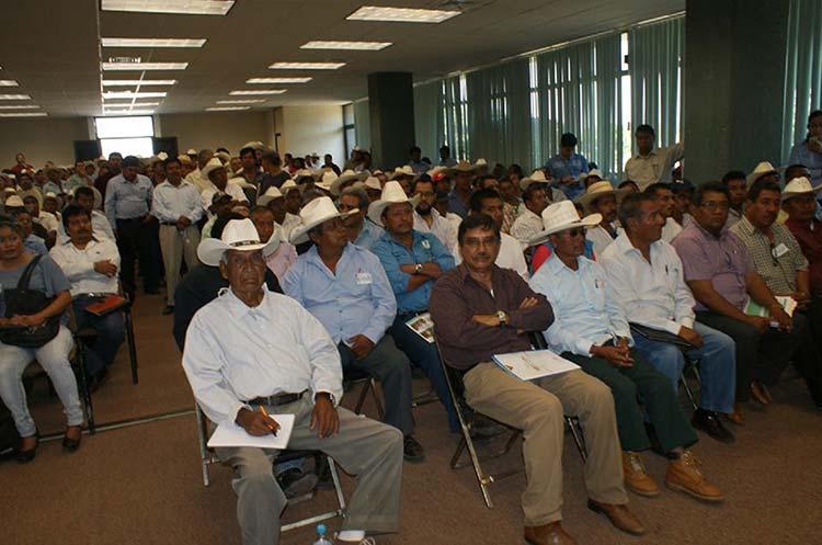 Insuficiente la producción de maíz en Puebla para autoconsumo