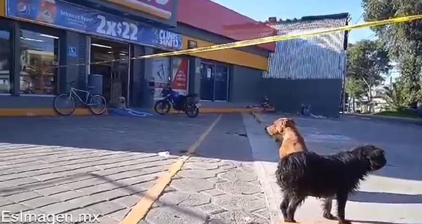 Muere abuelito en la México 68 a lado de sus perros