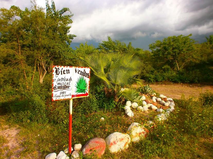 Productores de mezcal de Zoyatla, sin materia prima