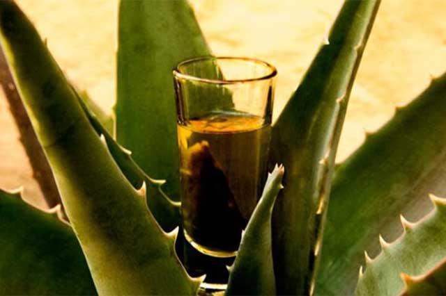 Poblanos productores de mezcal esperan comercializar 72mil litros