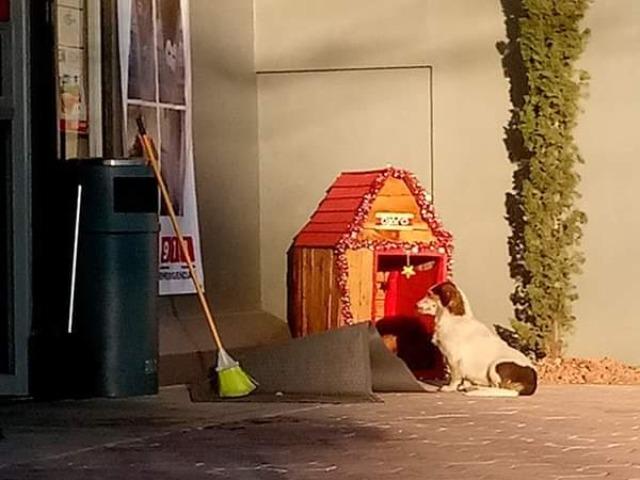 Migajón, el perro que consigue una casa en tienda Oxxo