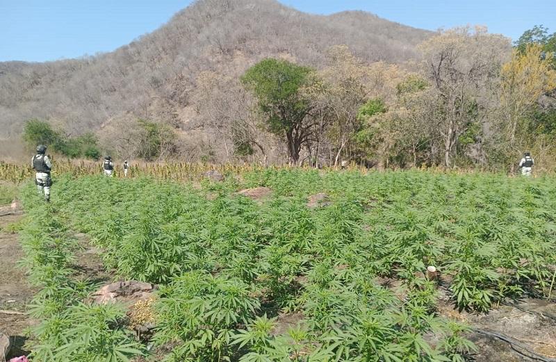 Hallan sembradío con más de 14 mil plantas de marihuana en sierra de Michoacán