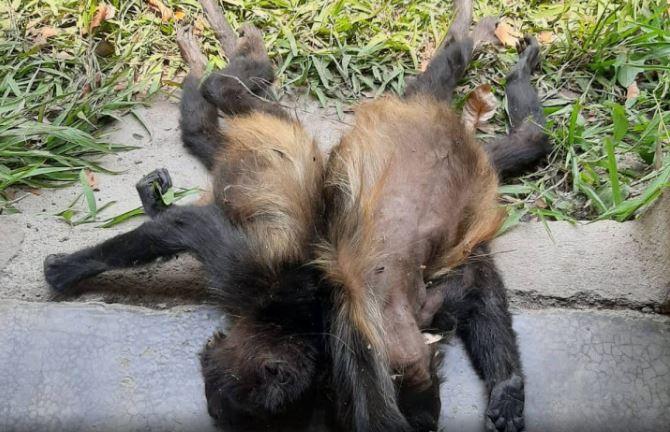 VIDEO Ahora son monos saraguato los que mueren por calor