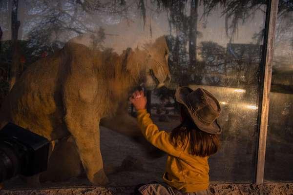 Africam Safari bajo la luz de la luna: horarios y animales