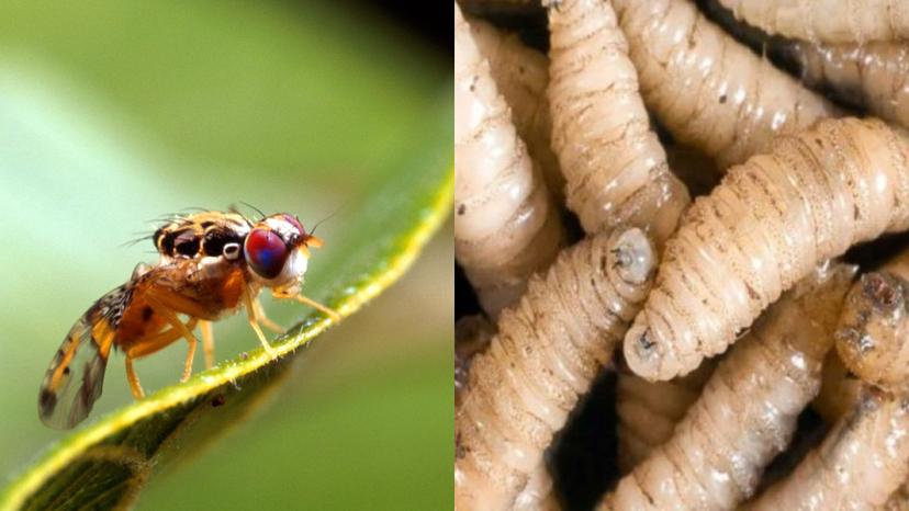 México urge a EU planta de moscas estériles para combatir gusano barrenador 