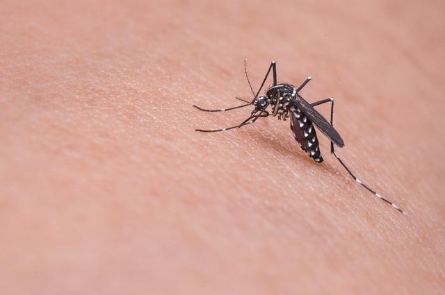 Detectan mosquito que transmite virus mortal