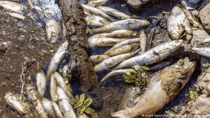 Muerte masiva de peces en el río Oder, alerta Alemania 