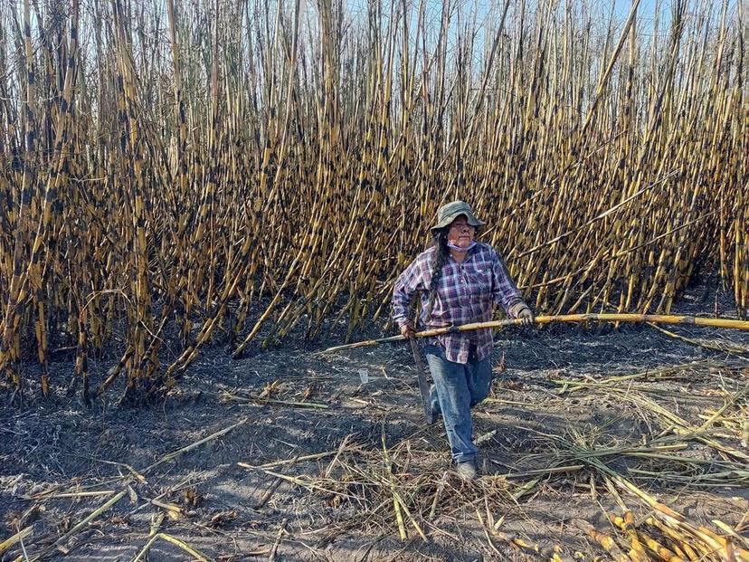 Ante falta de cortadores para zafra, mujeres toman el machete en Izúcar