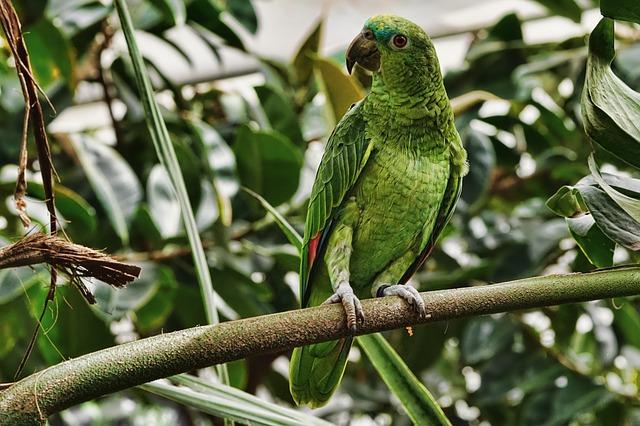 Cinco loros fueron reubicados de un zoológico por insultar a visitantes