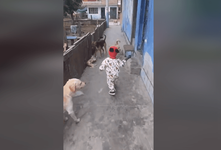 VIDEO Pequeño jugaba con sus perros y captaron momento paranormal