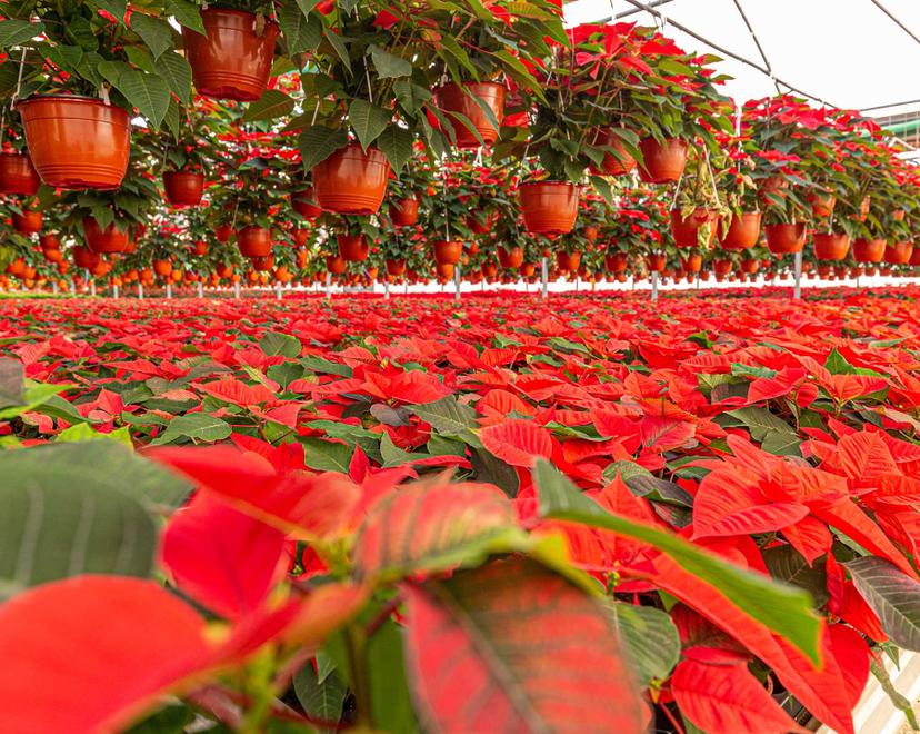 Conoce la tradición e historia de la Flor de Nochebuena