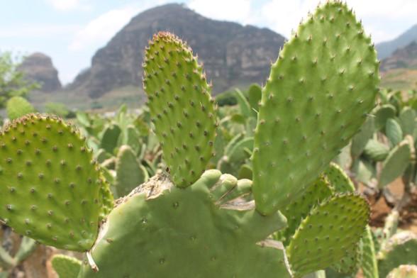 En Tlaxcalancingo no se ha extinguido la producción del nopal: Tlatehui