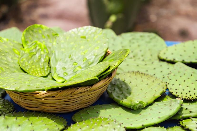 Asiste a la Feria del Nopal en San Bernardino Tlaxcalancingo