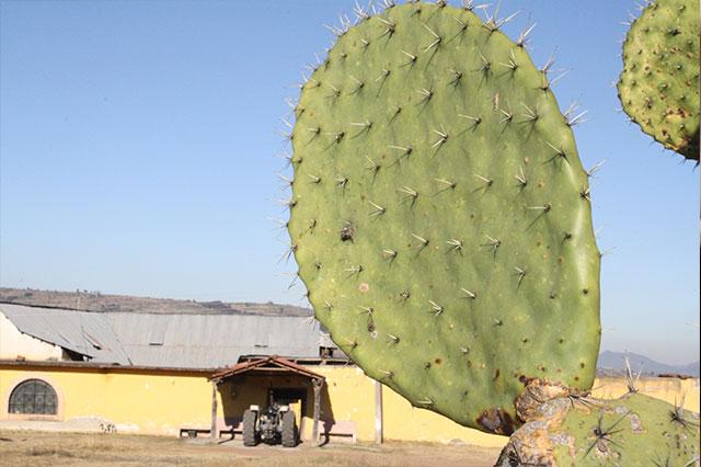 Chignahuapense participa en concurso de foto del CONACYT