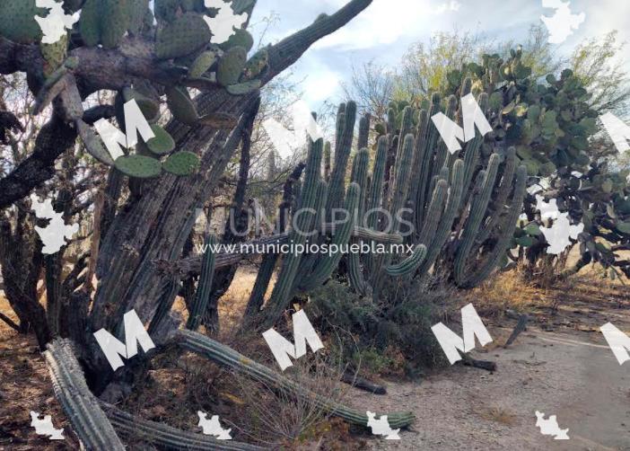 Padres matan a golpes a su hijo y lo sepultan en terreno de Tlacotepec