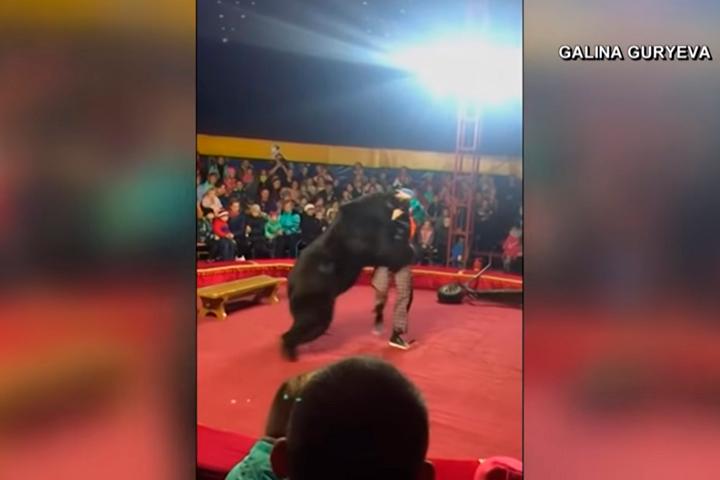 VIDEO Oso furioso ataca a su entrenador en pleno show