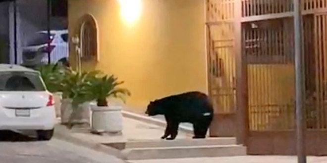 VIDEO Aparece oso negro en calles de Monterrey