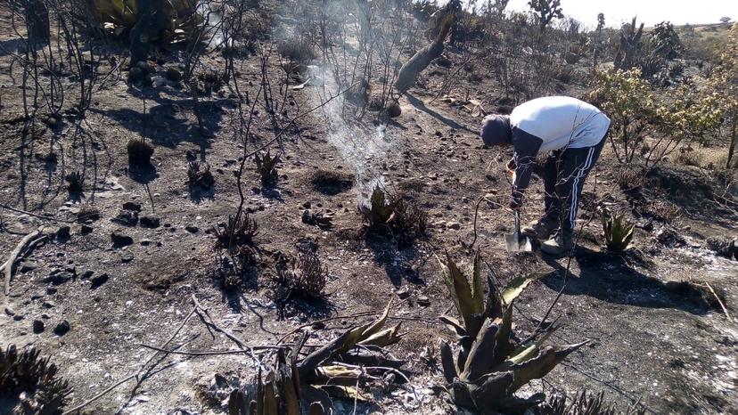 Cuerpos de emergencia atienden incendios forestales en Palmar de Bravo