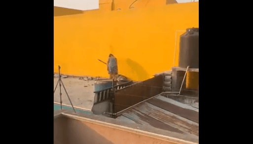 VIDEO La captan agarrando a palos a perrito en Puebla